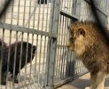 藏獒vs狮子 现场照片，太牛了！