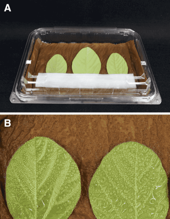 新的接种方法可以保护大豆免受破坏性叶枯病