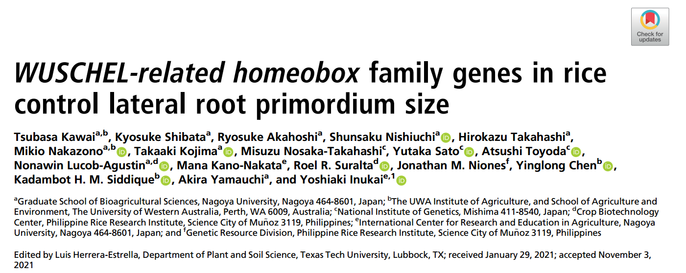 WUSCHEL-related homeoboxfamily genes in rice control lateral root primordium size