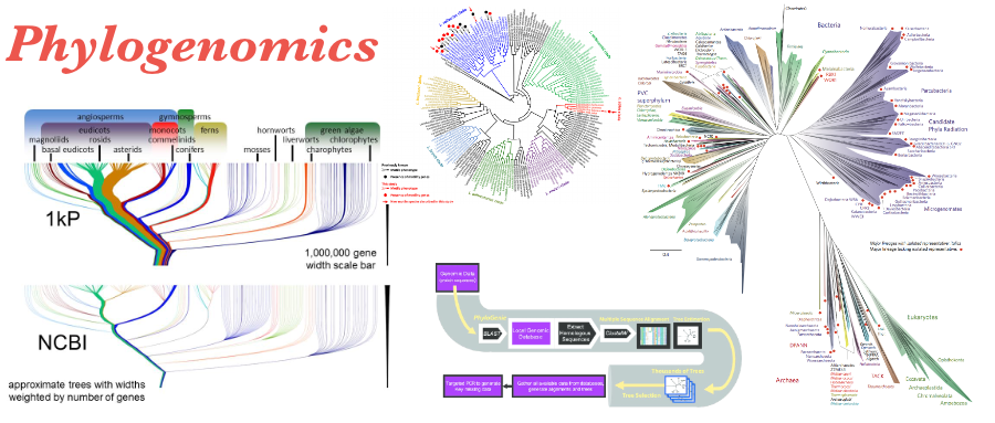 系统发育基因组学(Phylogenomics)的介绍以及实操