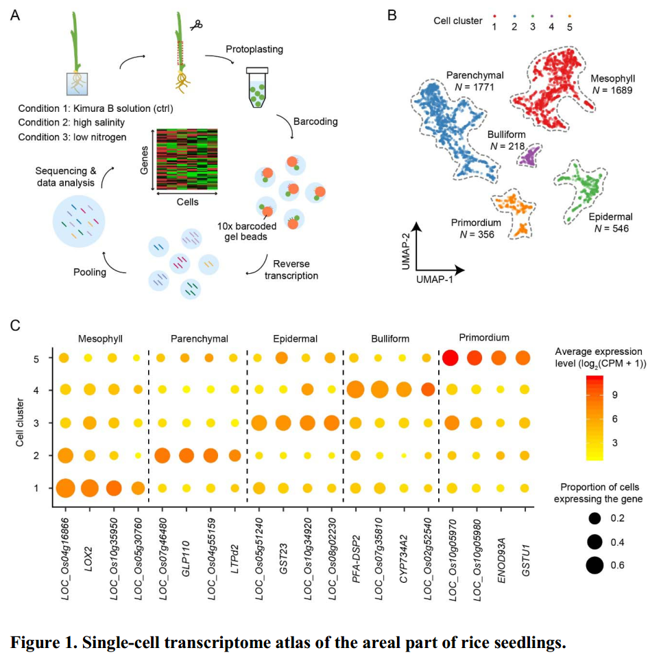 单细胞文章解析（4）：Single-cell transcriptome analyses recapitulate the cellular and developmental responses to abiotic stresses in rice
