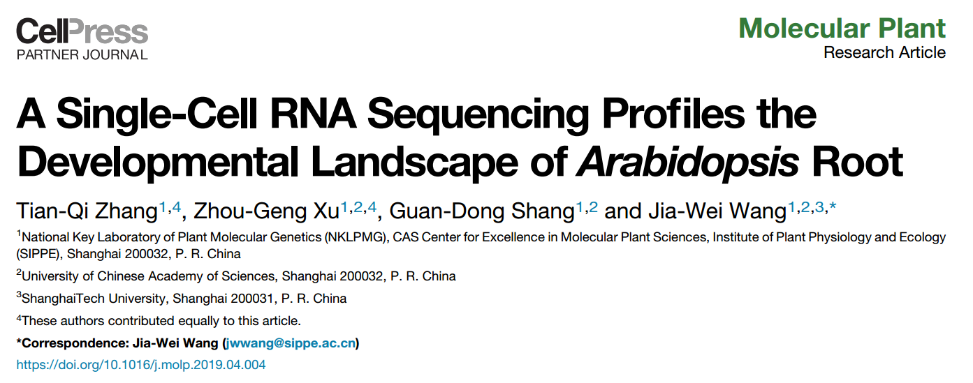单细胞文章解析（5）：A single-cell RNA sequencing profiles the developmental landscape of Arabidopsis root