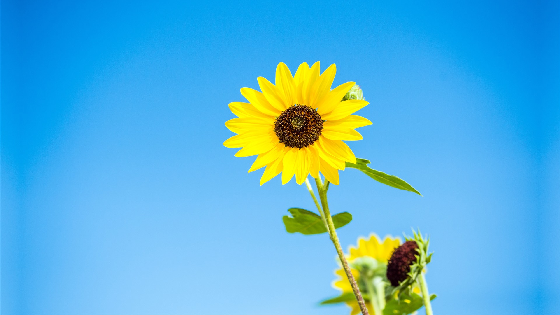 蓝天下盛开的向日葵高清5k电脑壁纸 新桌布网