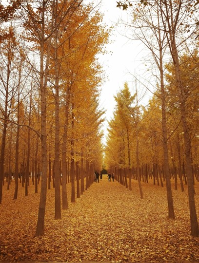 摄 影像中国摄影师 yifan