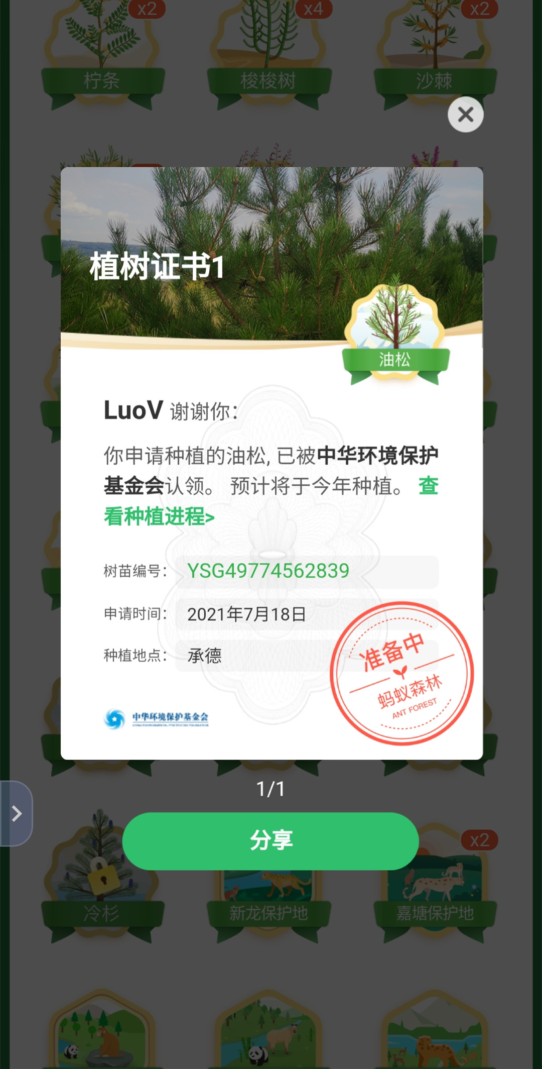 种植的第一棵大树,油松 5