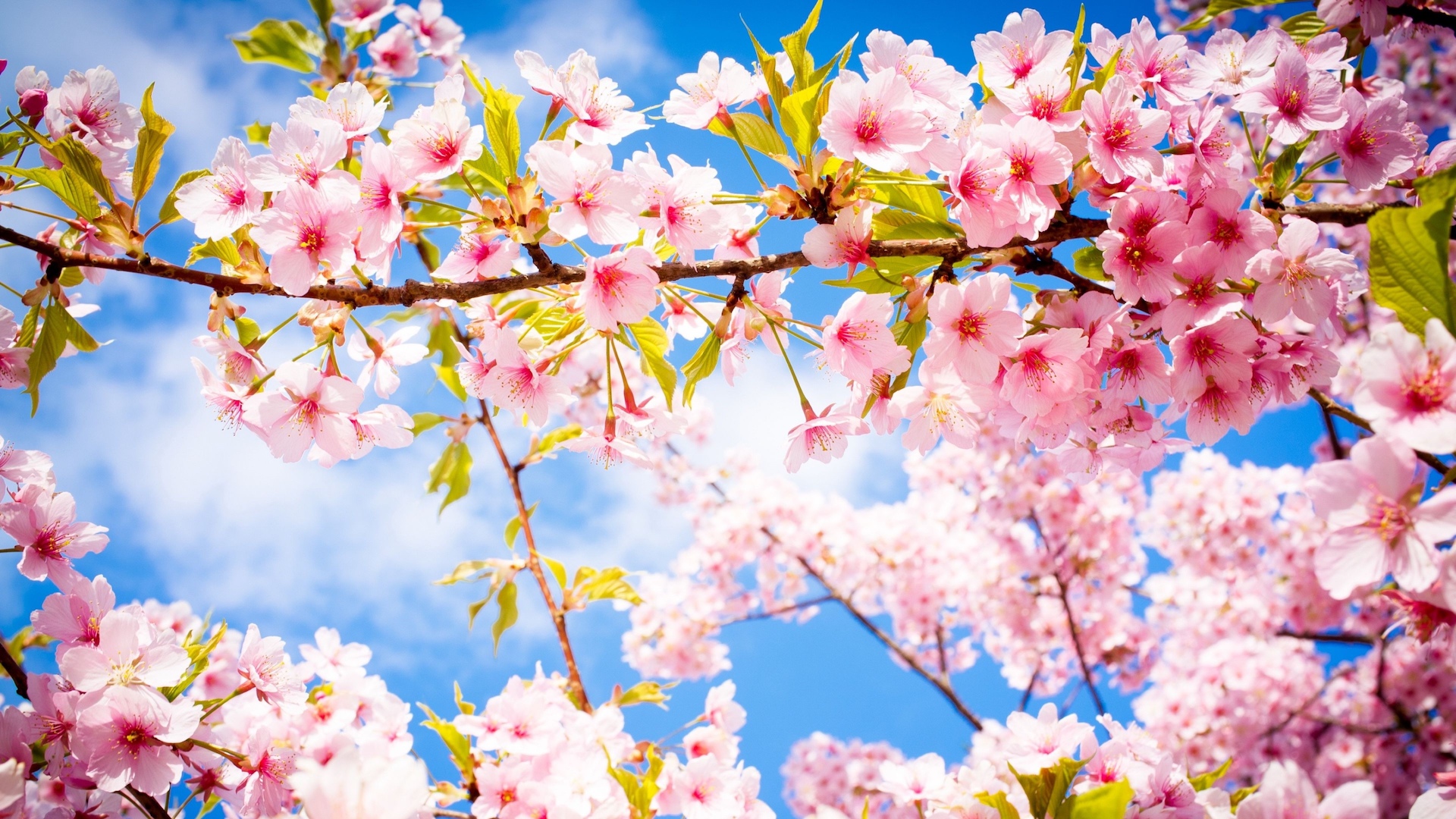 满树的樱花 花团锦簇艳丽了阳春三月高清4k电脑壁纸 新桌布网