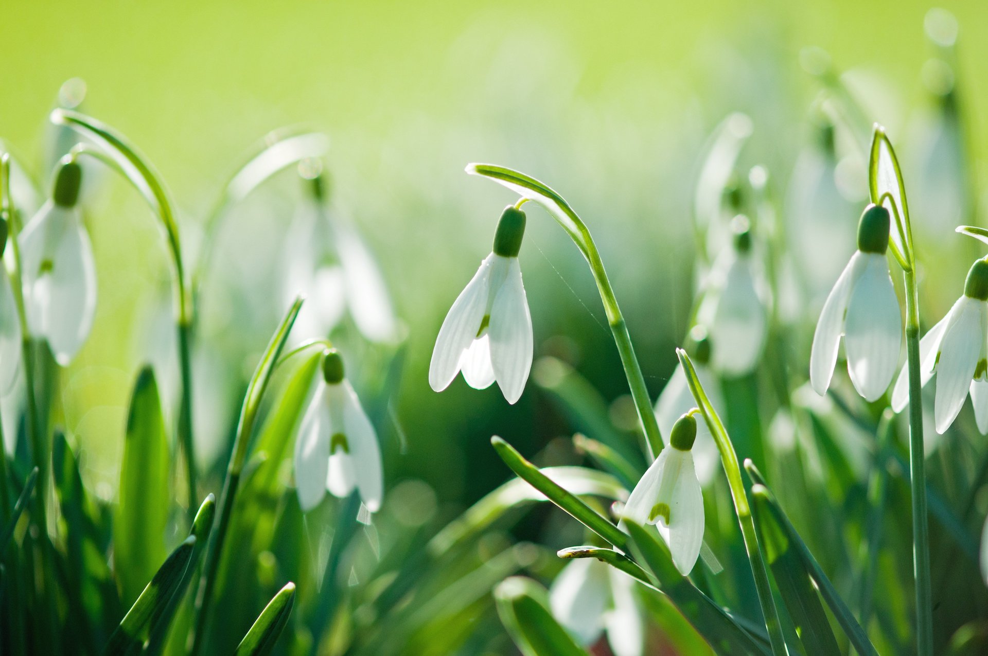 报春花 雪花莲snow Drops 自然风景花儿图片 新桌布网